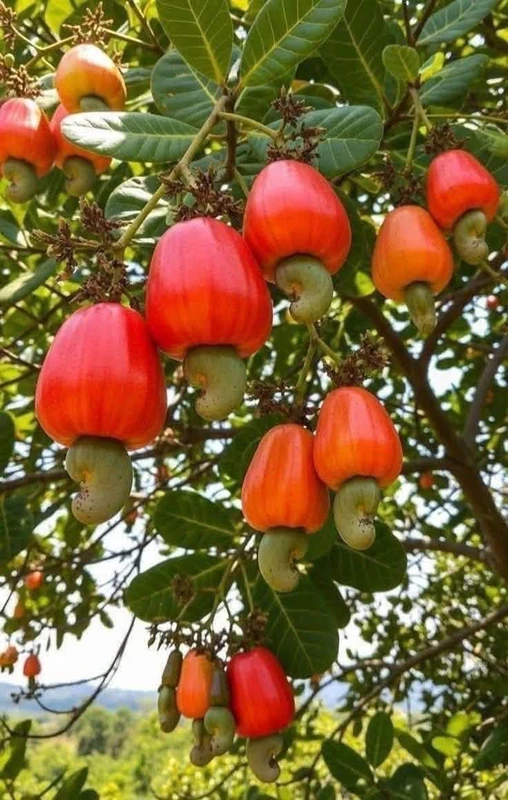 Bán đất nông nghiệp gần 1ha ở Phú Trung, Bình Phước, 1 tỷ 250