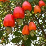 Bán đất nông nghiệp gần 1ha ở Phú Trung, Bình Phước, 1 tỷ 250 - Ảnh thu nhỏ 1
