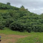 Bán đất 2 hecta Đắk Hà 1 tỷ 400 triệu - Ảnh thu nhỏ 1