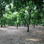 Bán đất vườn 16.500m² view Hồ Trị An, Vĩnh Cửu, Đồng Nai - Ảnh thu nhỏ 4