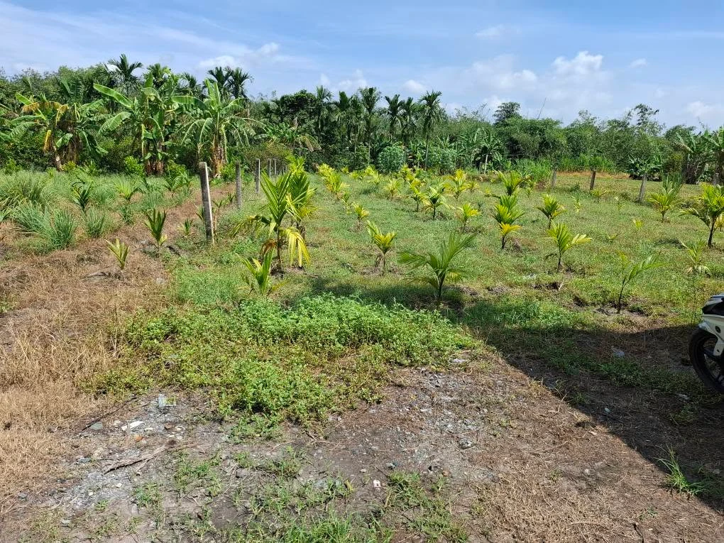 Bán đất làm vườn 645m² tại Trảng Bàng, Tây Ninh 670 triệu - Ảnh thu nhỏ 5