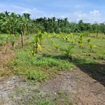 Bán đất làm vườn 645m² tại Trảng Bàng, Tây Ninh 670 triệu - Ảnh thu nhỏ 5