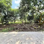 Bán 500m vườn chôm chôm Bình Lộc 890 triệu - Ảnh thu nhỏ 2