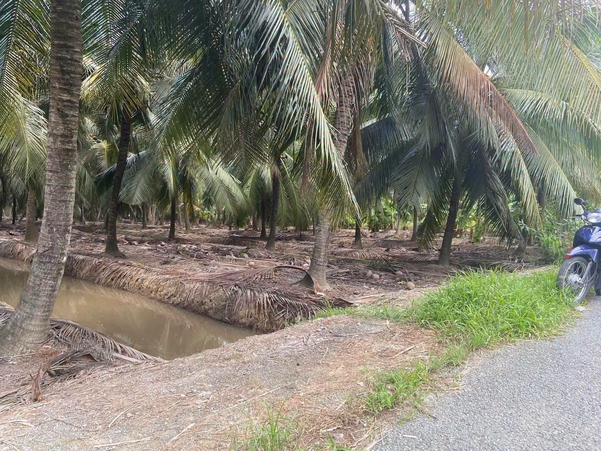 Bán đất vườn dừa 6,8 công Thới Lai 4,1 tỷ - Ảnh 1