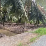 Bán đất vườn dừa 6,8 công Thới Lai 4,1 tỷ - Ảnh thu nhỏ 1