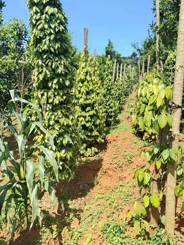 Bán đất 9.000 m² chưa có sổ, giá 1 tỷ 550