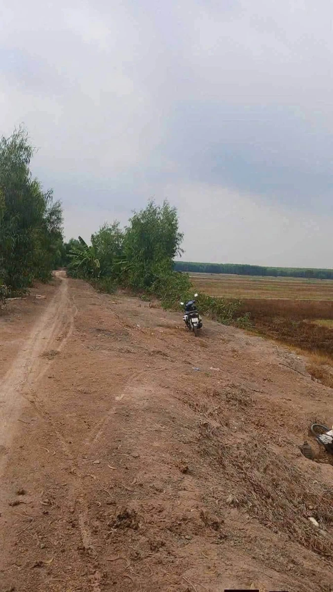 Bán 23 công đất lúa Thạnh Phước Long An - Ảnh 1