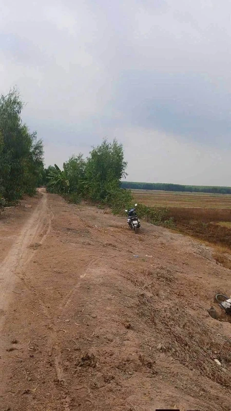 Bán 23 công đất lúa Thạnh Phước Long An