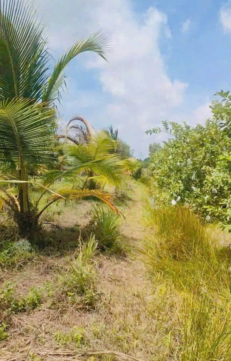 Bán 4.800m² đất vườn Long An, giá 1 tỷ 900 triệu - Ảnh thu nhỏ 3