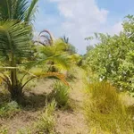 Bán 4.800m² đất vườn Long An, giá 1 tỷ 900 triệu - Ảnh thu nhỏ 3
