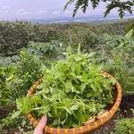 Bán đất Vườn La Ngà 1000m² view sông 580 triệu - Ảnh thu nhỏ 2