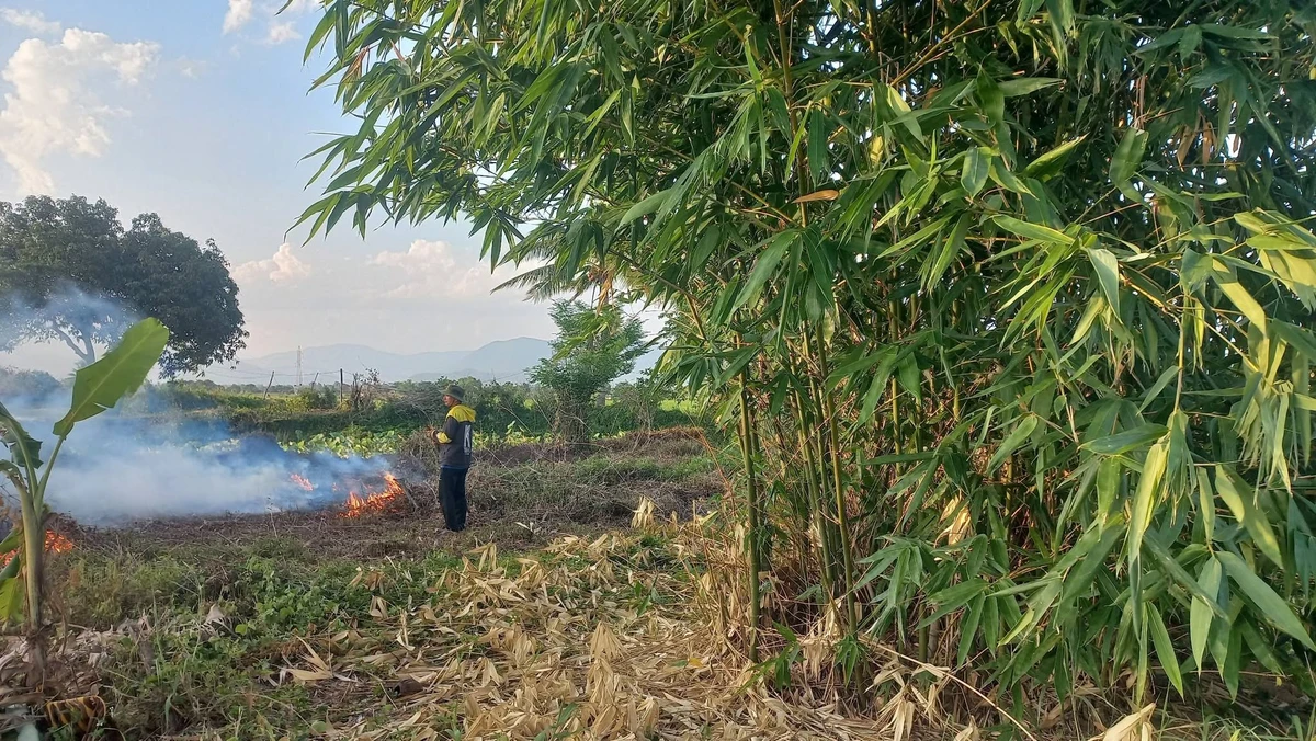 Bán đất nông nghiệp 1,6 mẫu Ninh Sơn, Ninh Thuận 900 triệu - Ảnh thu nhỏ 4