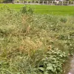 Bán lô đất mặt tiền Nguyễn Văn Lãnh, Tây Ninh, 260m² - Ảnh thu nhỏ 5