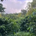 Bán đất nền 6500m² tại Bình Chánh 1 tỷ 750 triệu - Ảnh thu nhỏ 5