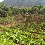 Nhà vườn siêu đẹp, nở hậu, mặt tiền đường Quốc Lộ 20 nối SG - Đà Lạt (Đạ Huoai - Lâm Đồng) - Ảnh thu nhỏ 15