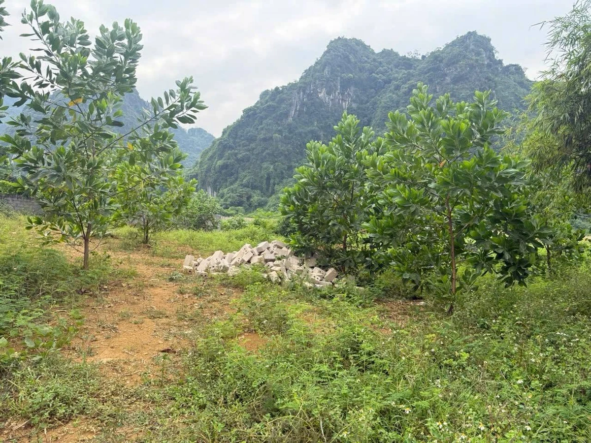 Bán đất vườn 911m2 Lương Sơn, Hòa Bình 7 tỷ - Ảnh thu nhỏ 2