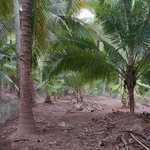 Bán 3 thửa đất liền kề hơn 14.000m2 mặt tiền sông và lộ tại Xã Phước Long, Vĩnh Long - Ảnh thu nhỏ 5