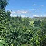 Bán đất 2,1 ha sổ đỏ Dakha, Lâm Đồng, giá 4,6 tỷ - Ảnh thu nhỏ 3