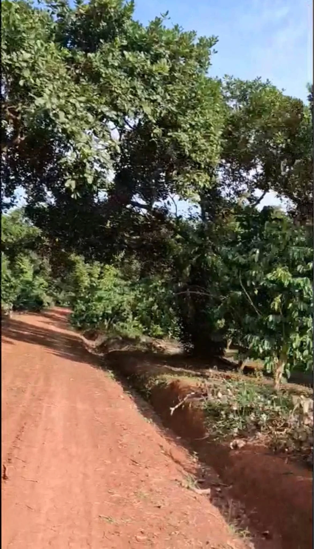 Bán 1,9 ha đất xã Tân Lợi Đồng Nai - Ảnh 1