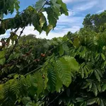 Bán 4000m² đất vườn cà phê view núi Chư Yang Sin, Đắk Lắk - Ảnh thu nhỏ 5