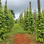 Bán đất 2 ha nhà vườn Xã Thuận Hạnh, Đắk Nông - Ảnh thu nhỏ 3