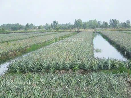 Chính chủ bán 19000m2, khu du lịch sinh thái Khóm cầu đúc, sẵn nhà, thổ cư, sổ hồng riêng - Ảnh thu nhỏ 5