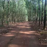 Bán 3,8ha đất cao su Đồng Tâm 4,4 tỷ - Ảnh thu nhỏ 1