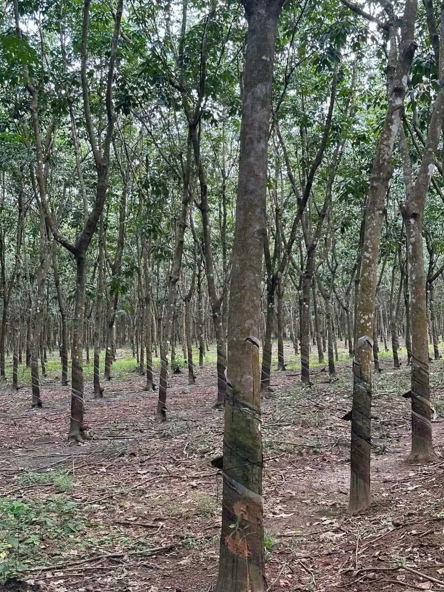 Bán đất Nhà Bè ~10 hectares mặt tiền 1km, 17 tỷ - Ảnh 1
