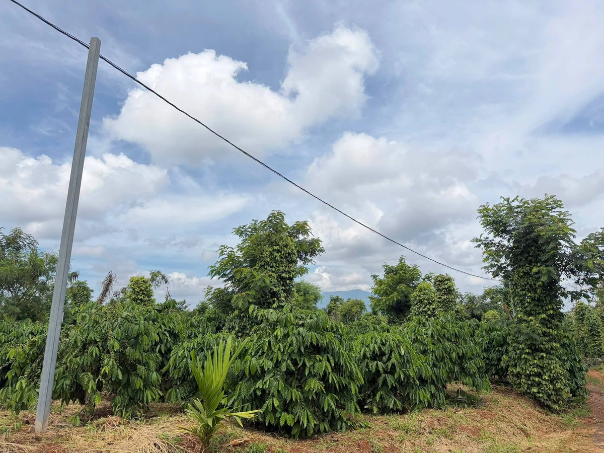 Bán đất rẫy Lâm Đồng 11000 m² giá 1,85 tỷ - Ảnh thu nhỏ 3