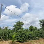 Bán đất rẫy Lâm Đồng 11000 m² giá 1,85 tỷ - Ảnh thu nhỏ 3