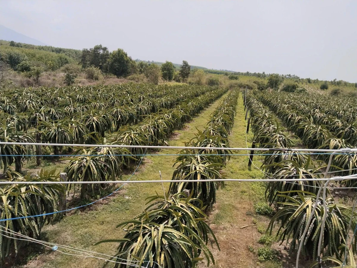 Bán vườn thanh long 24.815m² (2,8ha) Hàm Tân, Bình Thuận - Ảnh 1