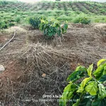 Bán đất 1,1 hecta có sổ sách đầy đủ tại Đắk Nông - Ảnh thu nhỏ 2