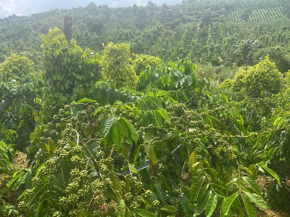 Bán đất 1.1 hecta Xã Thuận An Đắk Mil 2.7 tỷ - Ảnh thu nhỏ 2