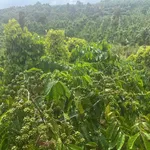 Bán đất 1.1 hecta Xã Thuận An Đắk Mil 2.7 tỷ - Ảnh thu nhỏ 2