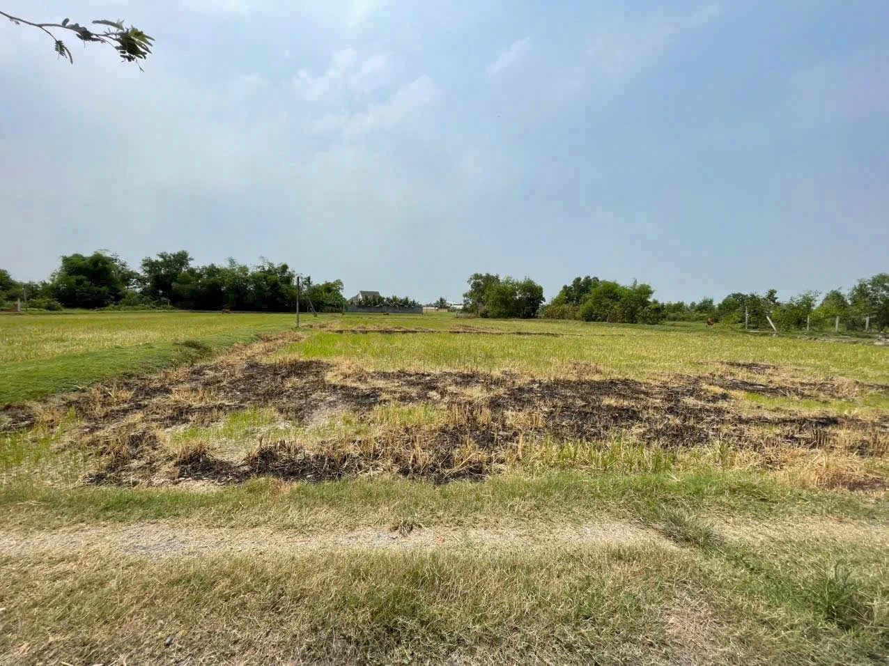 Bán lô đất 1.000m2 gần Vinhomes Tân Mỹ, Bình Chánh - Ảnh 1