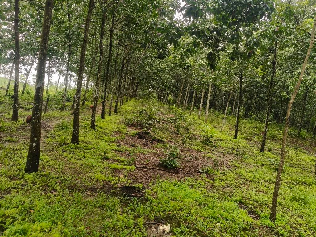 Bán lô đất cao su 5.6 ha Phú Trung Đồng Nai - Ảnh thu nhỏ 4