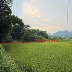 Bán đất 983m² (850m² đất ở) Kim Bôi, giá hơn 1 tỷ - Ảnh thu nhỏ 5