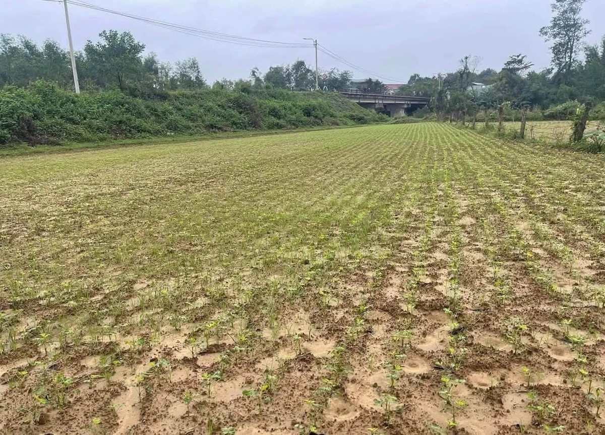 Bán đất 700m2 mặt đường Hội Phước - Hòa Phú, Xã Bà Nà 6 tỷ - Ảnh thu nhỏ 2