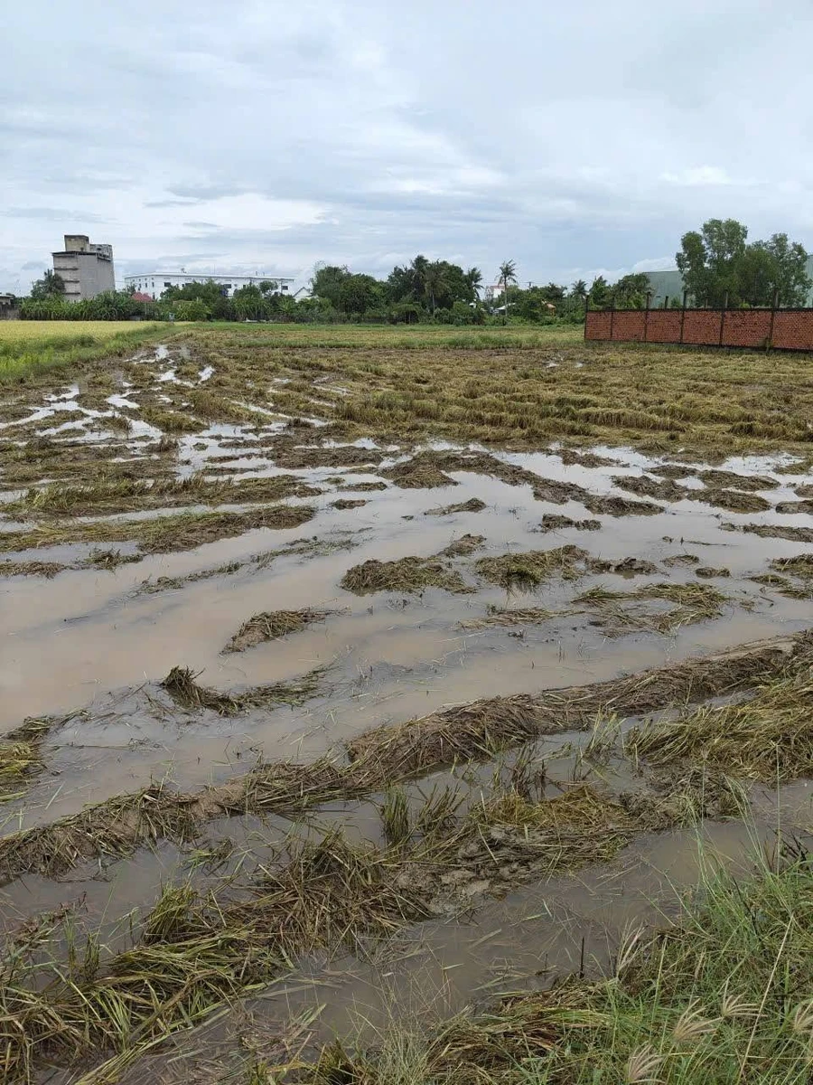 Bán lô đất lúa 450m² Xã Long Hòa, Cần Đước, Long An - Ảnh thu nhỏ 2