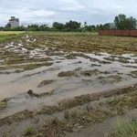 Bán lô đất lúa 450m² Xã Long Hòa, Cần Đước, Long An - Ảnh thu nhỏ 2