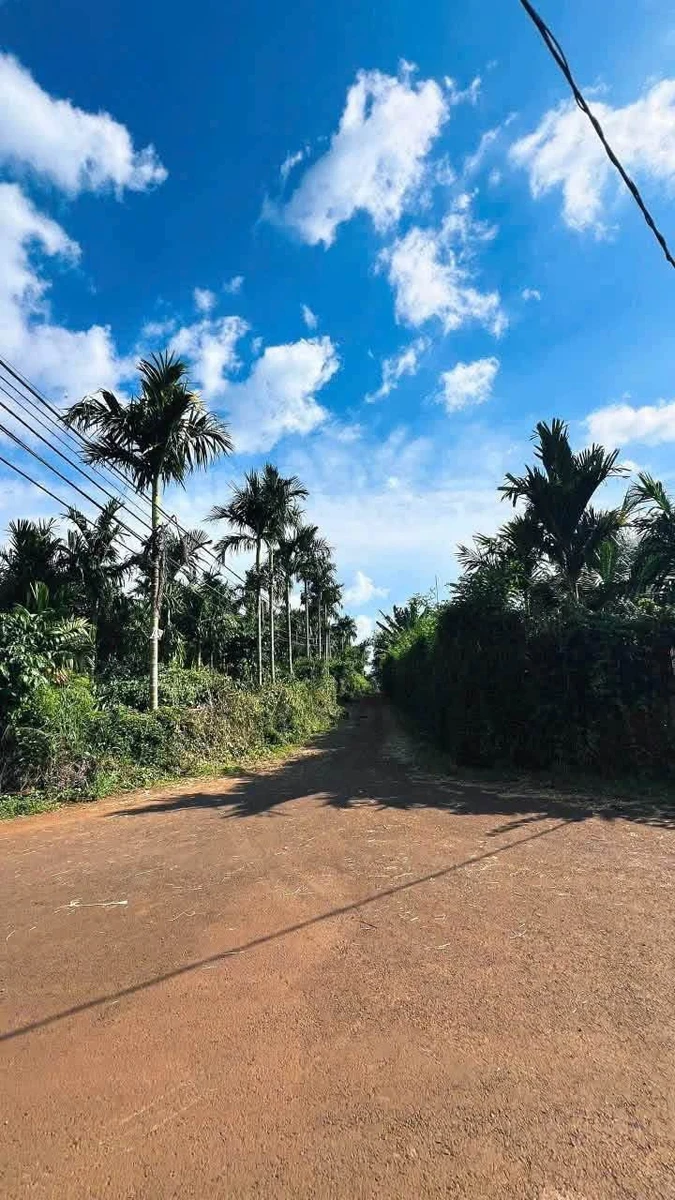 Bán đất nông nghiệp vườn cà phê 4,2 sào tại Buôn Kom Leo, Đắk Lắk - Ảnh 1