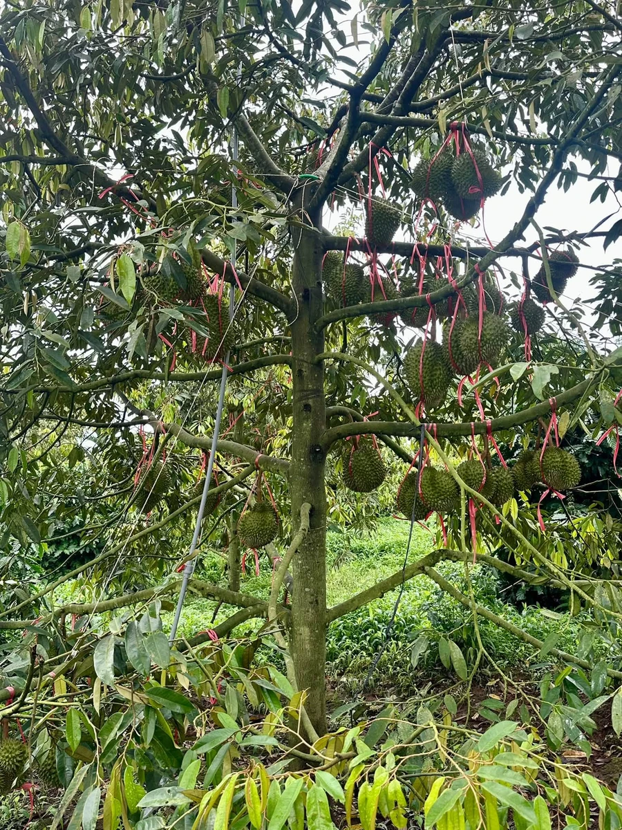 Bán rẫy sầu riêng 2,5ha thu 57 tấn tại Cư Nế - Ảnh thu nhỏ 3