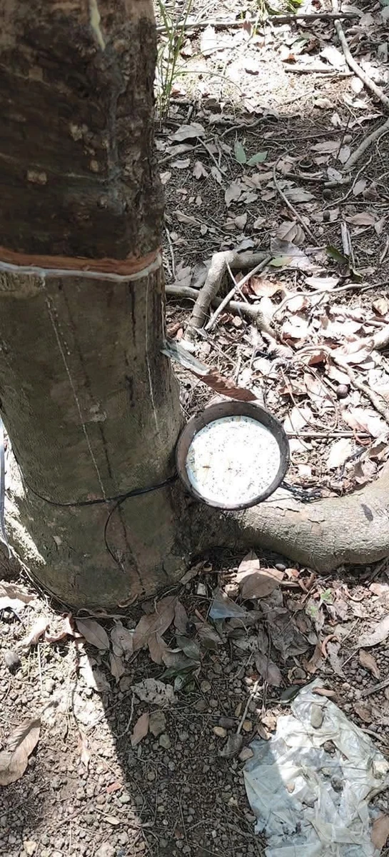 Bán 3.5 ha đất cao su Phú Riềng, Bình Phước - Ảnh 1