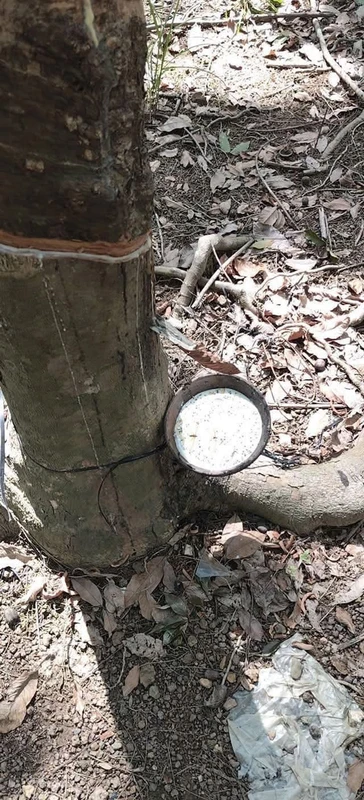 Bán 3.5 ha đất cao su Phú Riềng, Bình Phước