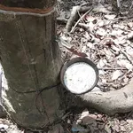 Bán 3.5 ha đất cao su Phú Riềng, Bình Phước - Ảnh thu nhỏ 1