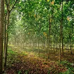 Bán quỹ đất 7,1 ha (6 lô liền kề) Lộc Ninh, Bình Phước 12,6 tỷ - Ảnh thu nhỏ 3