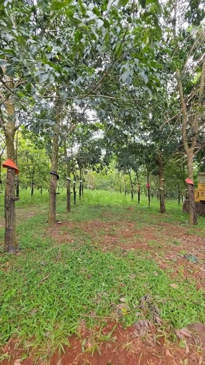 Bán đất cao su 81.332 m² Eakhal, Đắk Lắk, 14 tỷ 500 - Ảnh thu nhỏ 3