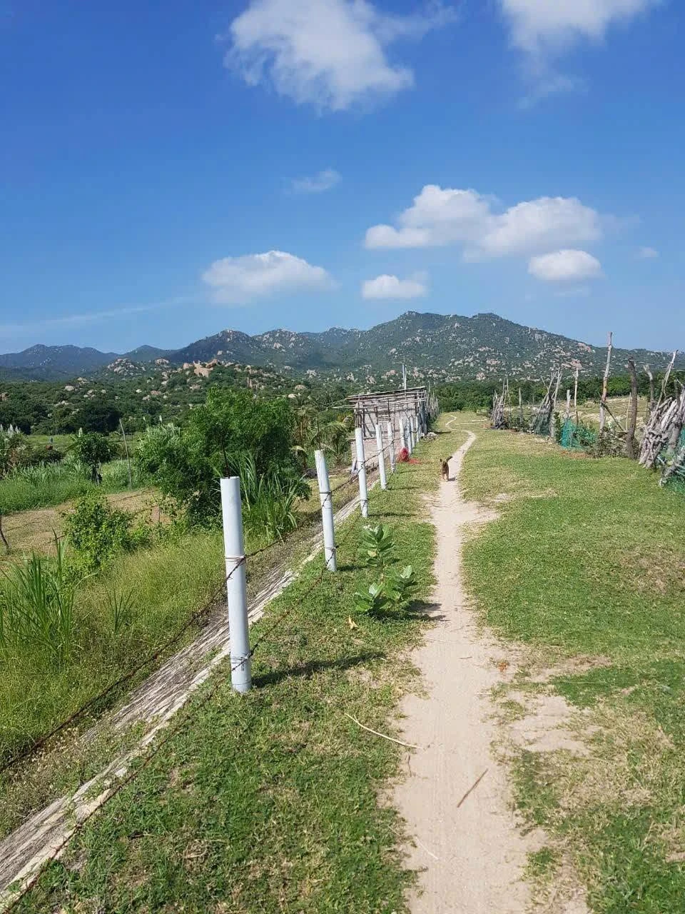 Bán đất ven biển Mũi Dinh Khánh Hòa 3000m2 600 triệu - Ảnh 1