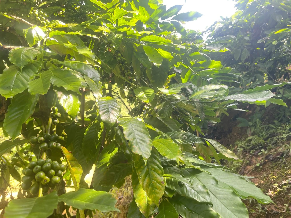 Bán đất rẫy 1 hecta tại Trúc Sơn, Lâm Đồng - Ảnh thu nhỏ 2