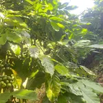 Bán đất rẫy 1 hecta tại Trúc Sơn, Lâm Đồng - Ảnh thu nhỏ 2